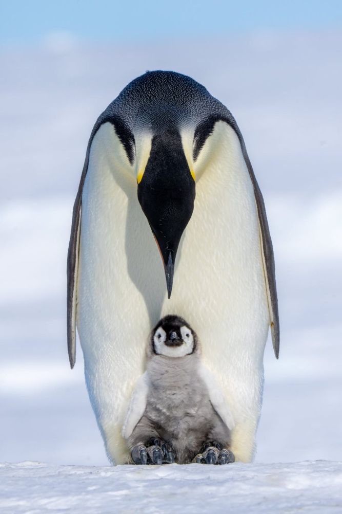 Emperor penguin with a chick at its feet