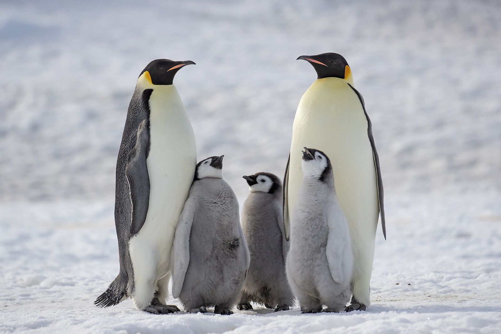 Emperor penguin adults with grey chicks