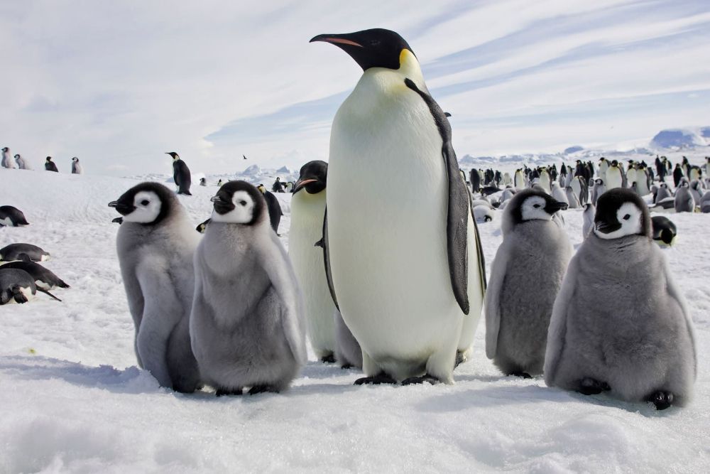 Adult emperor penguin among chicks