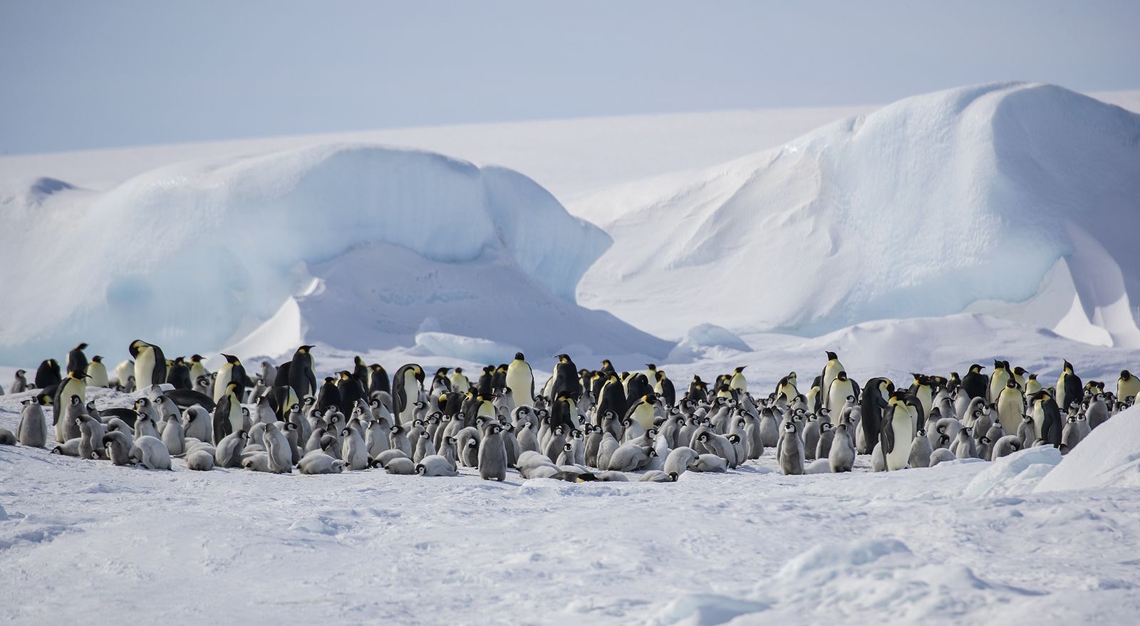 Emperor colony below ice ridges