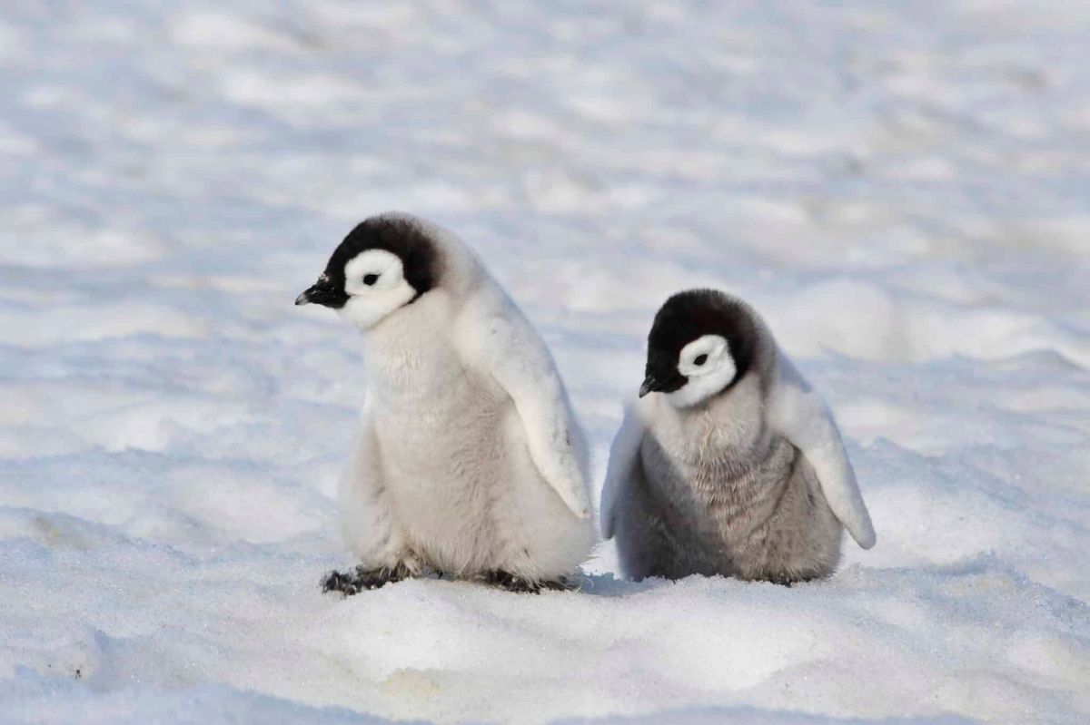 Two emperor penguin chicks