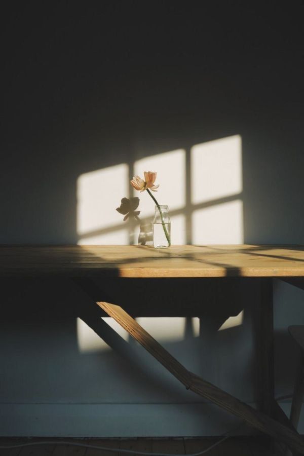 A single flower in a window of light