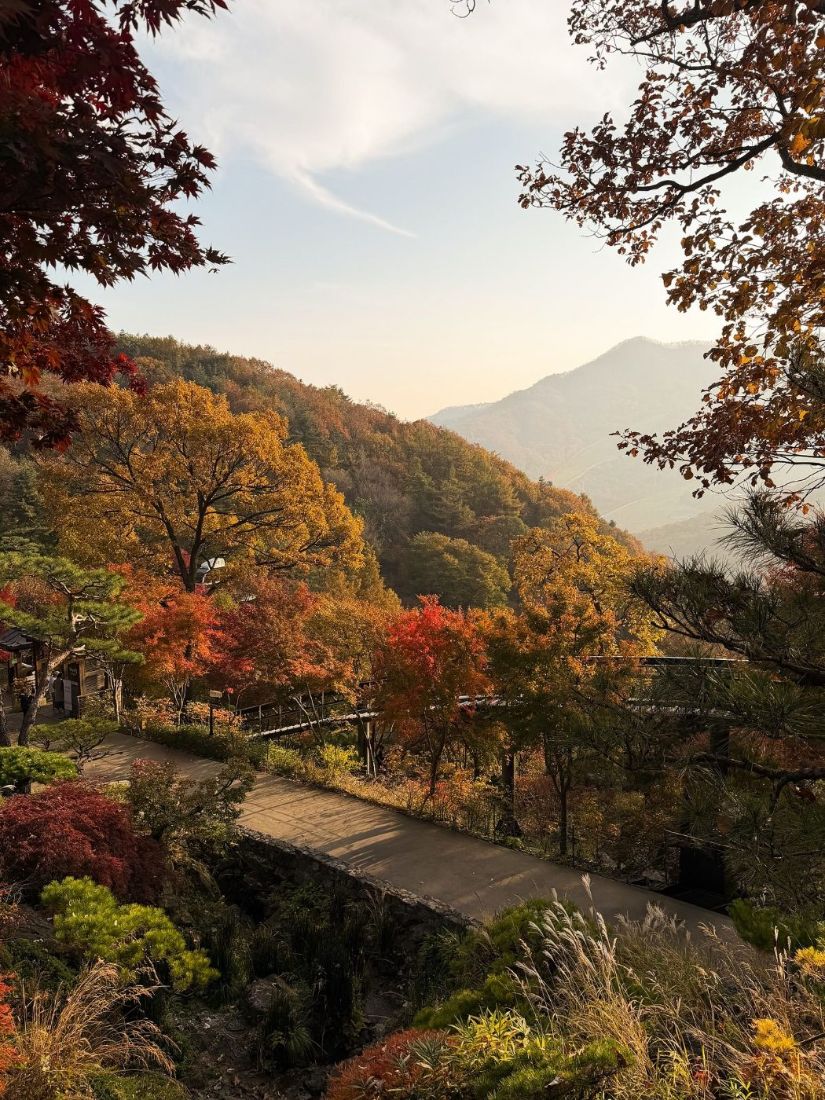 단풍 든 숲 사이로 난 나무 데크 길