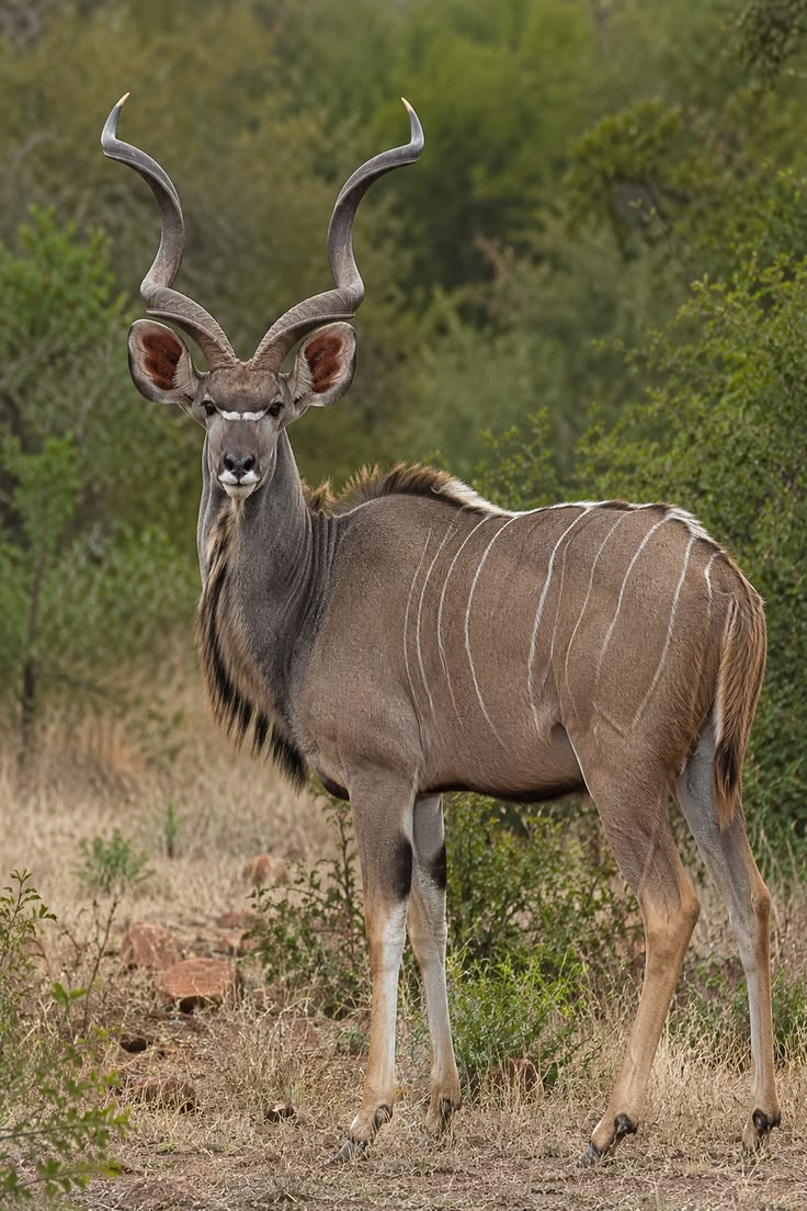Antelope
