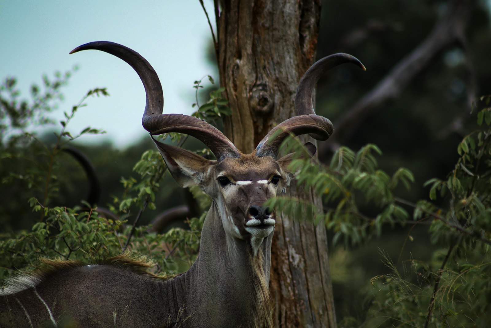 Antelope