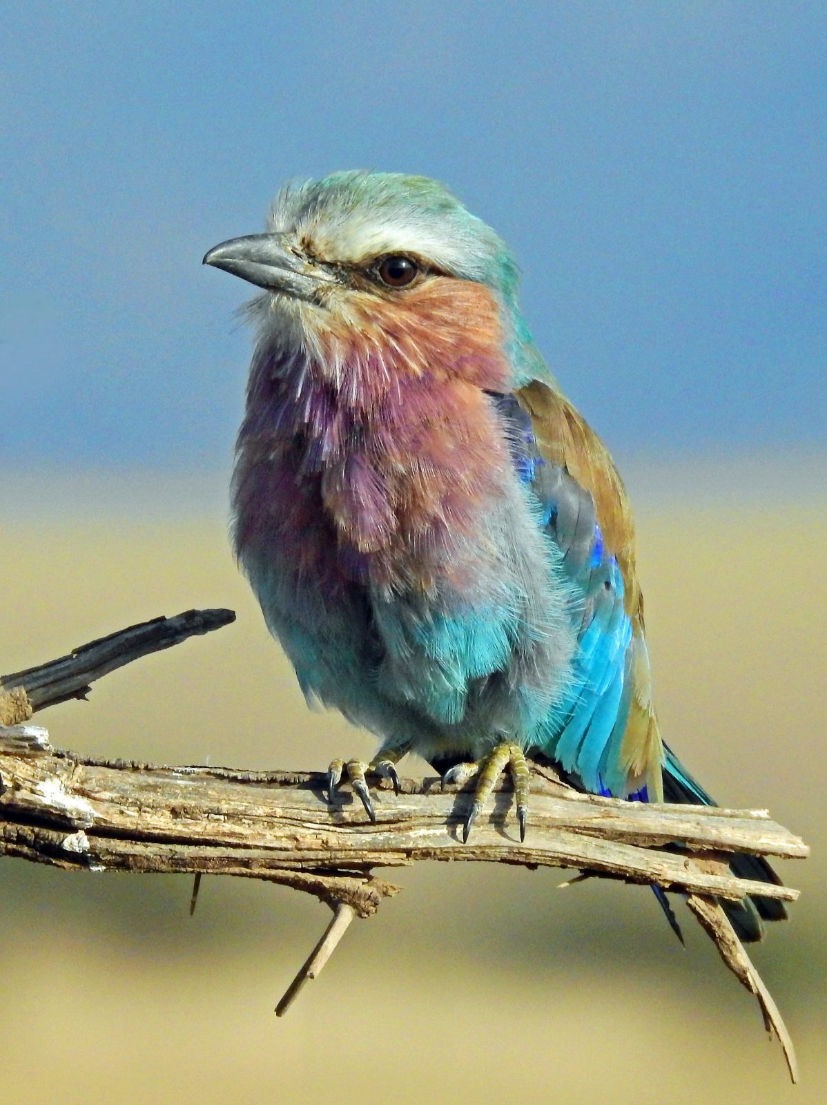 Bird on a branch