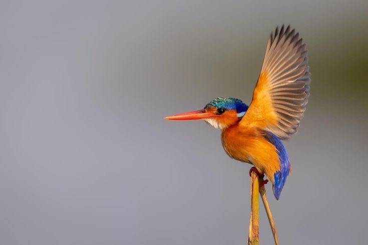 Bird on a branch
