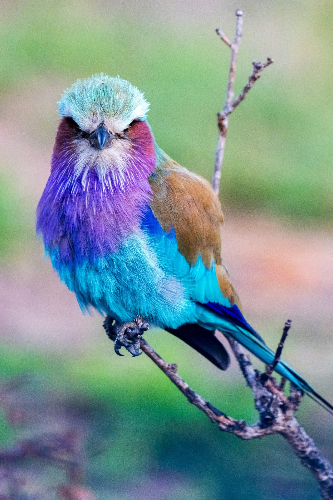 Bird on a branch