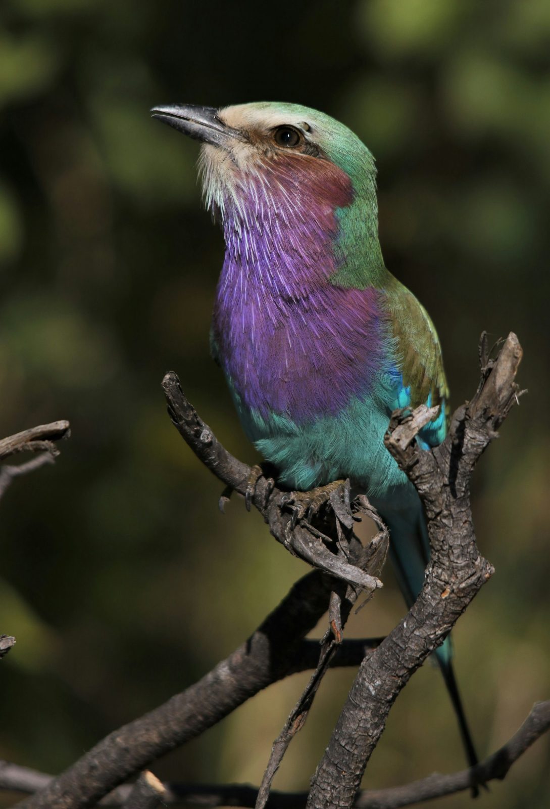Bird on a branch