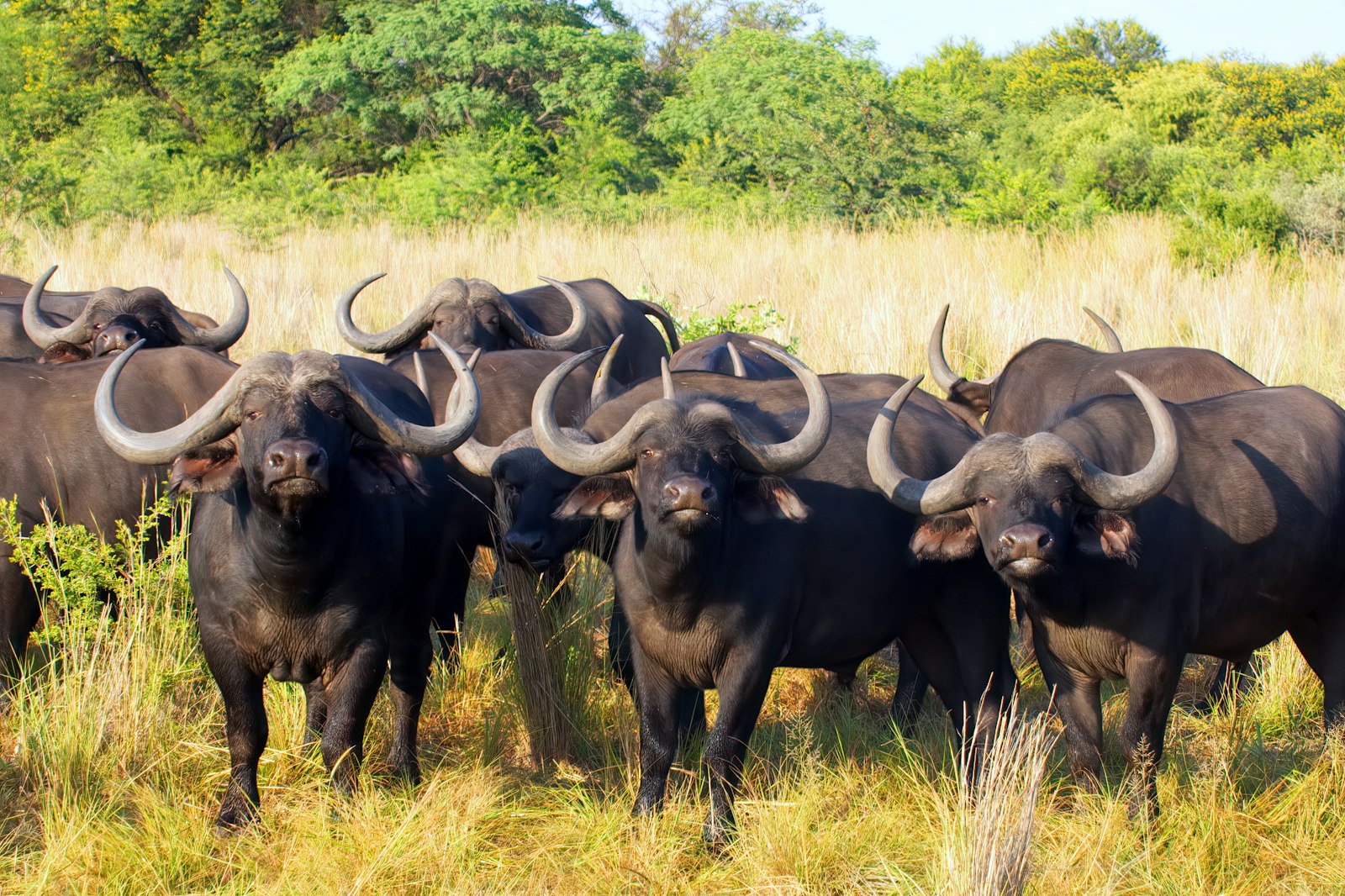 Buffalo