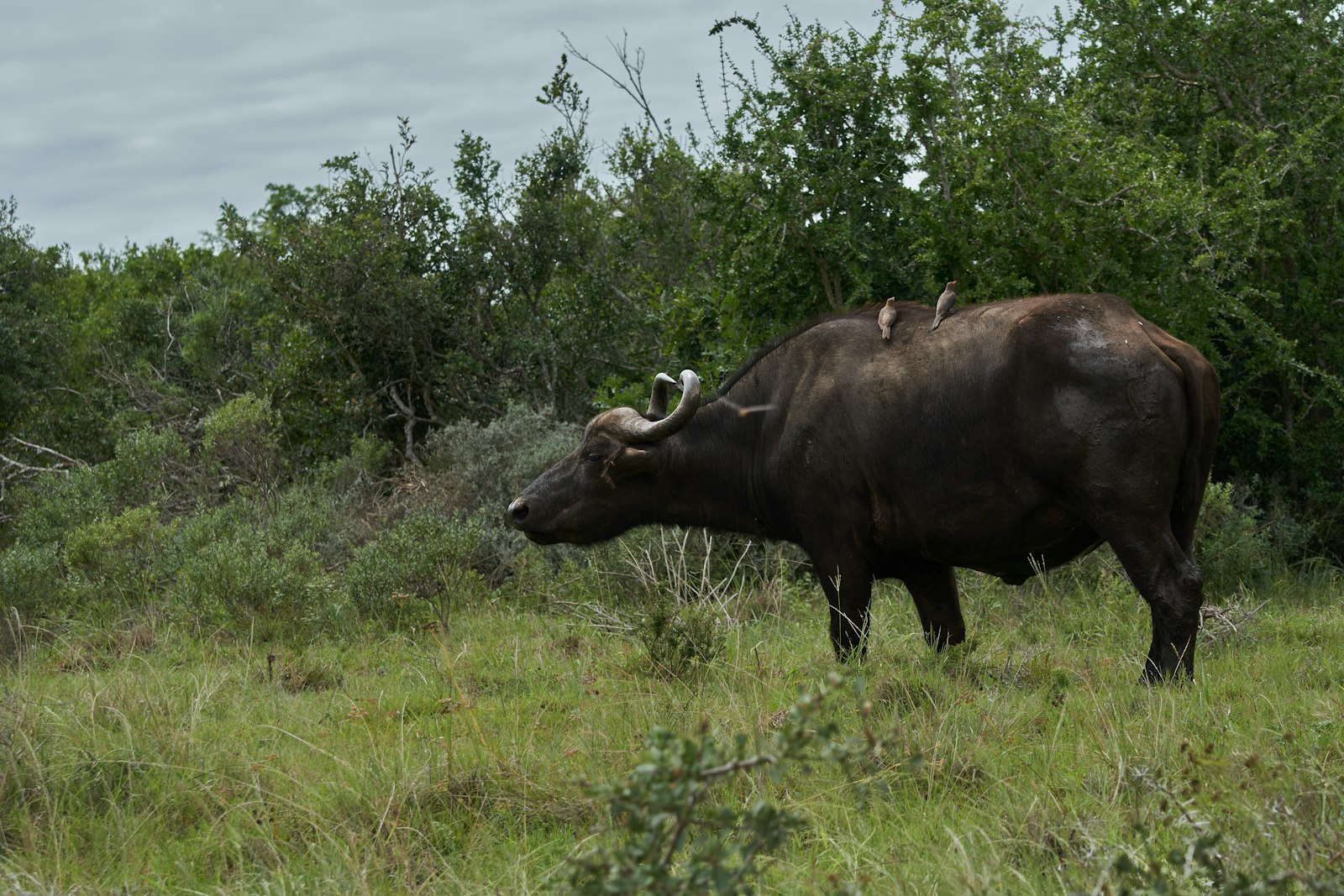 Buffalo