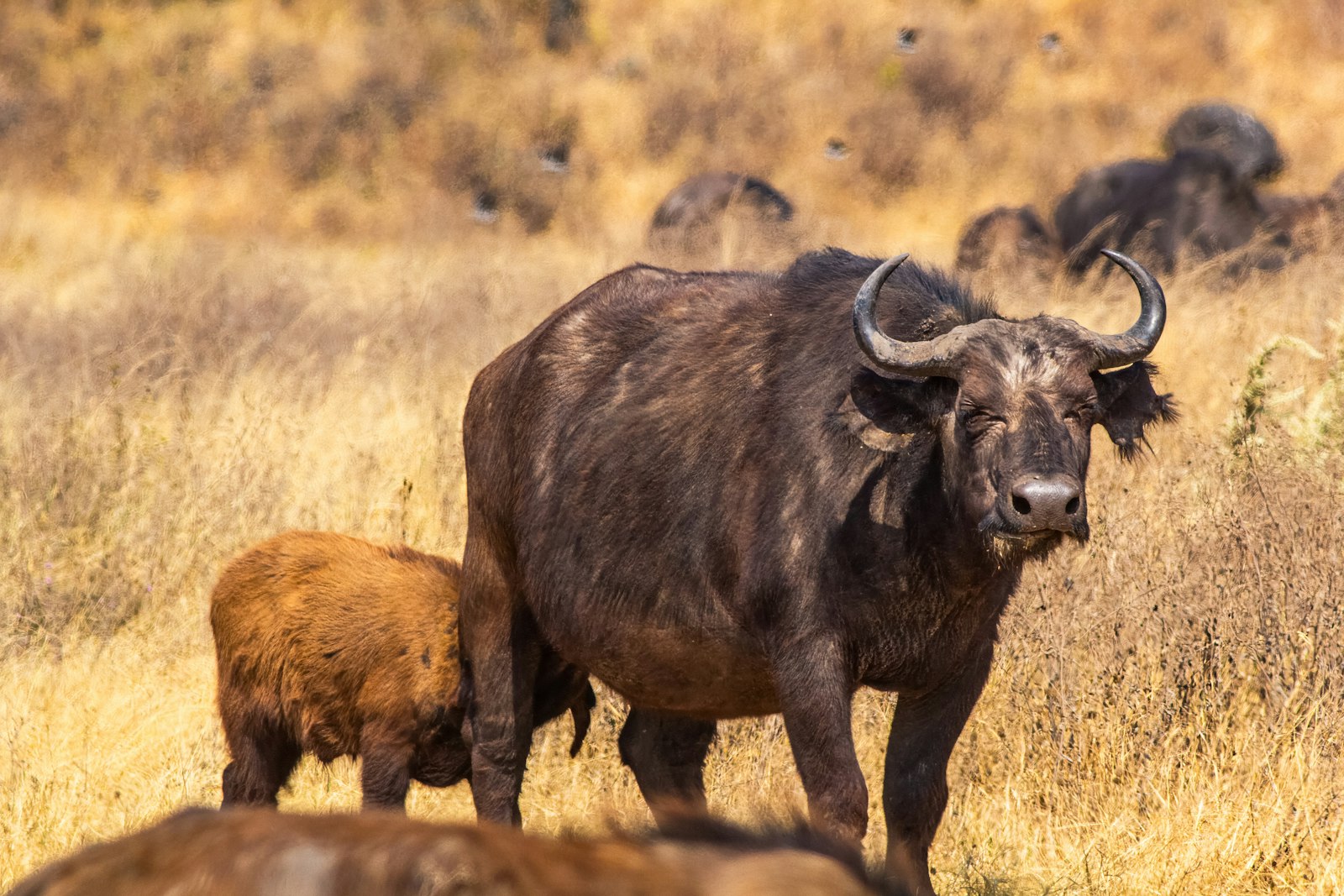 Buffalo
