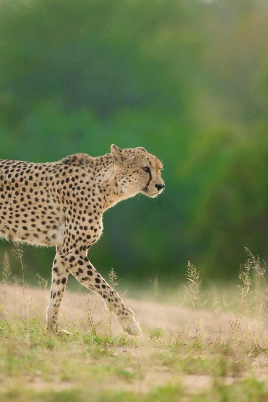Cheetah
