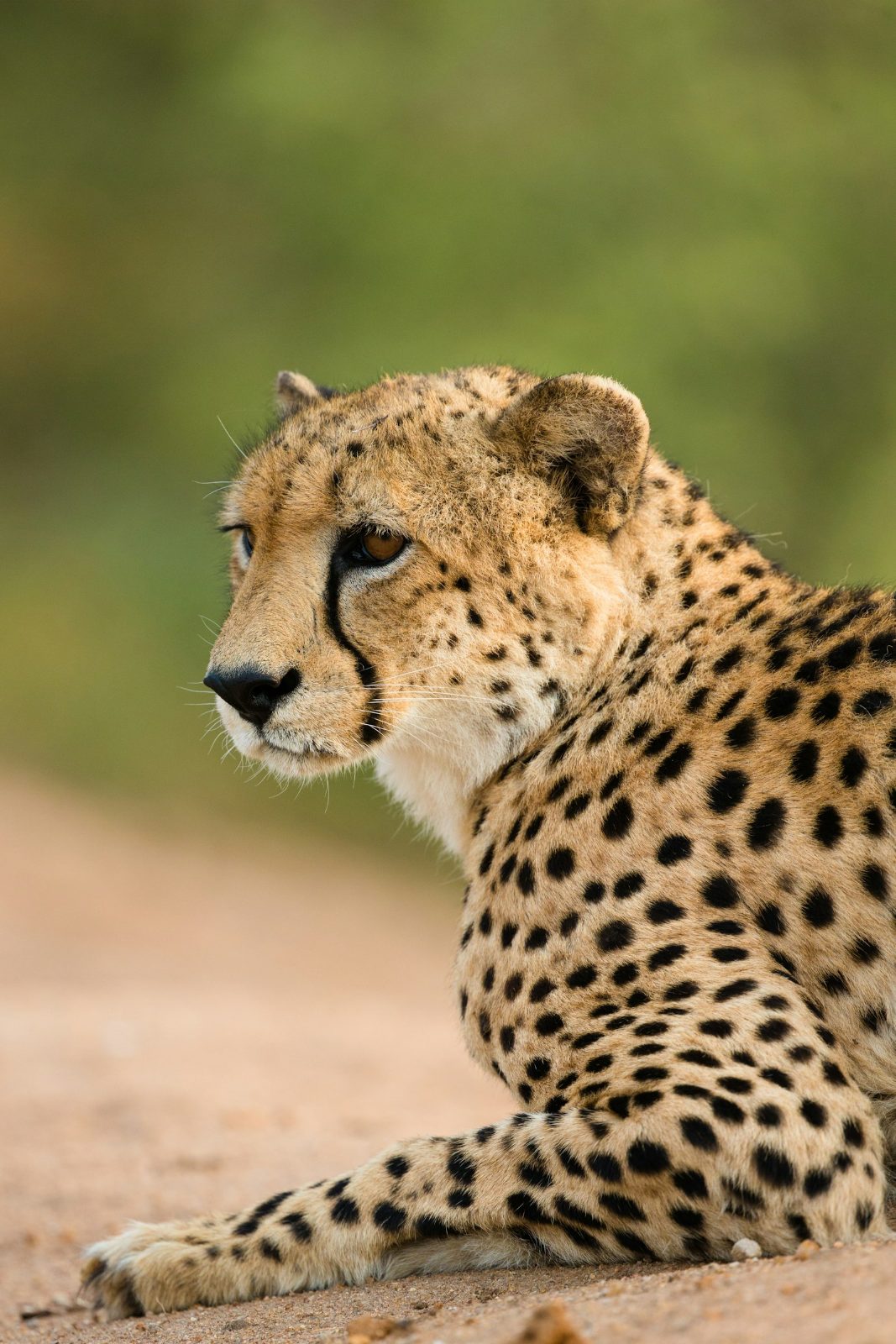 Cheetah