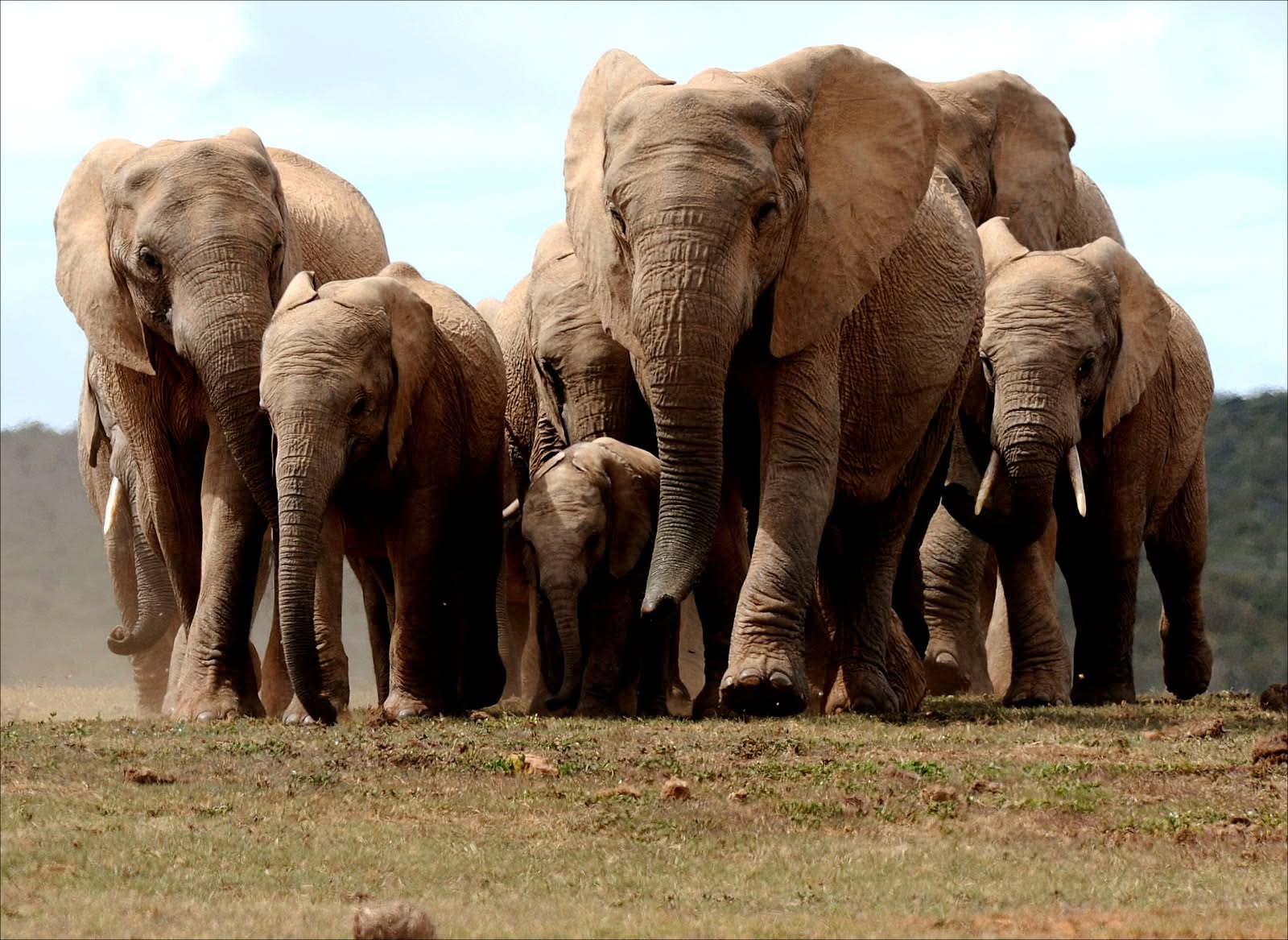 Elephants