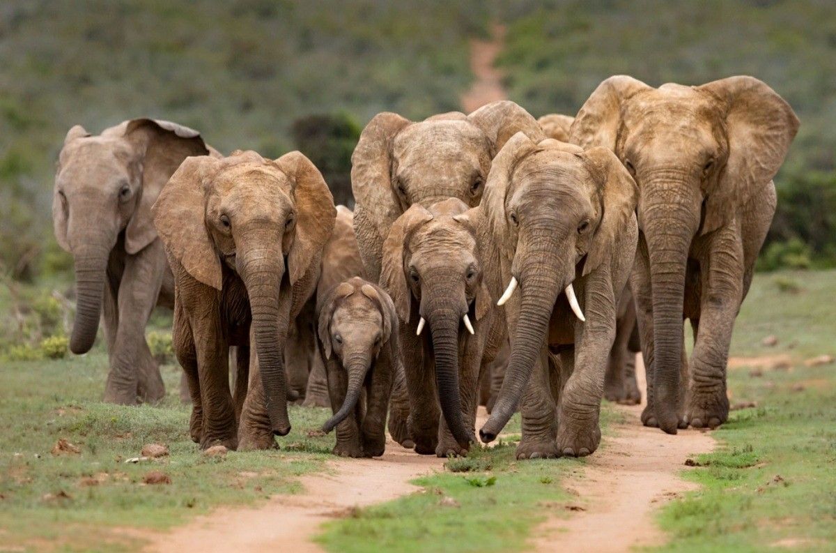 Elephants