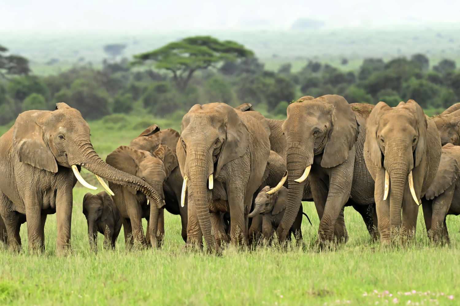 Elephants