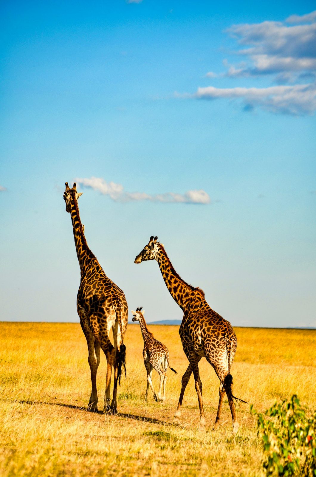 Giraffe