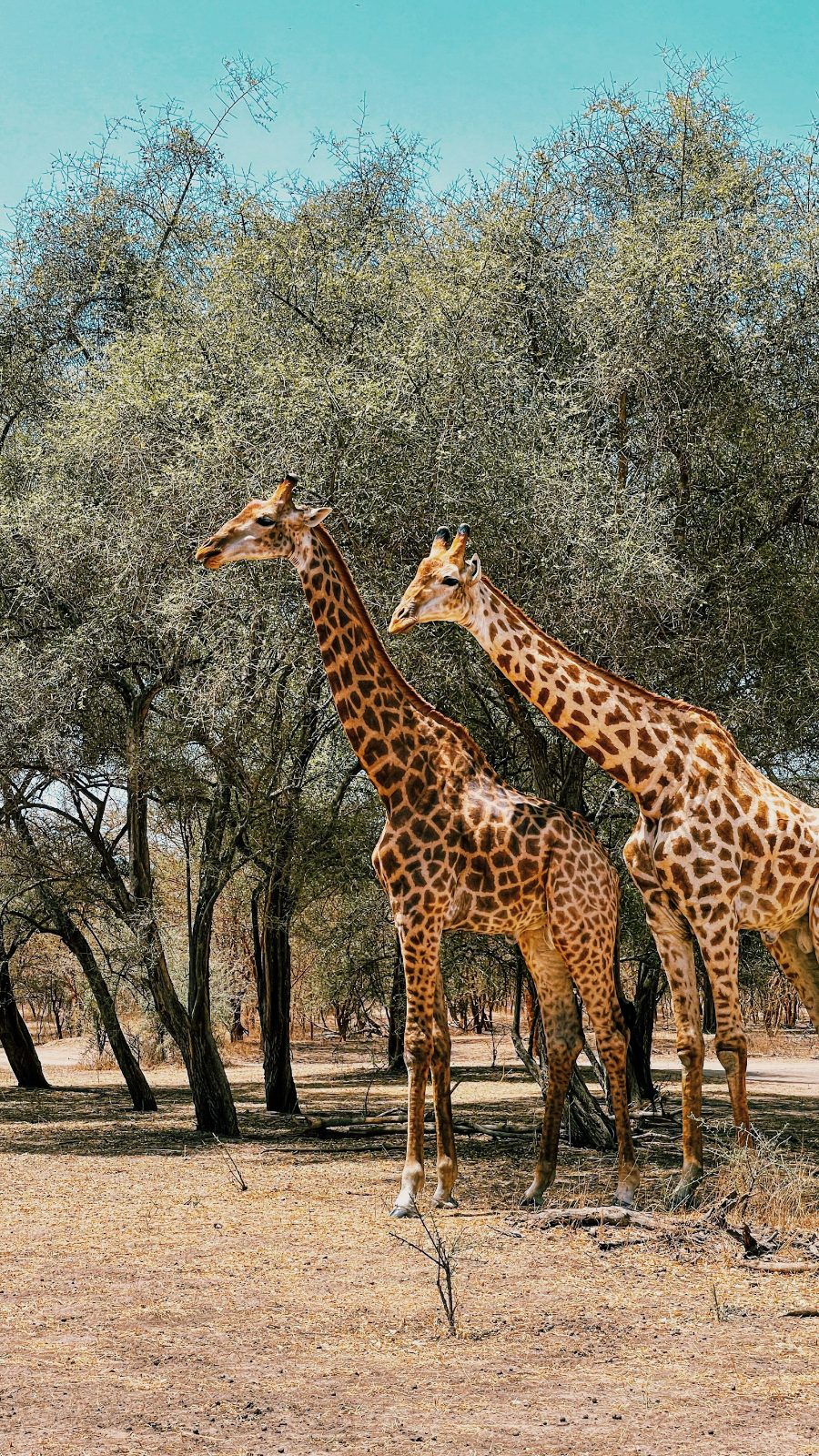 Giraffe