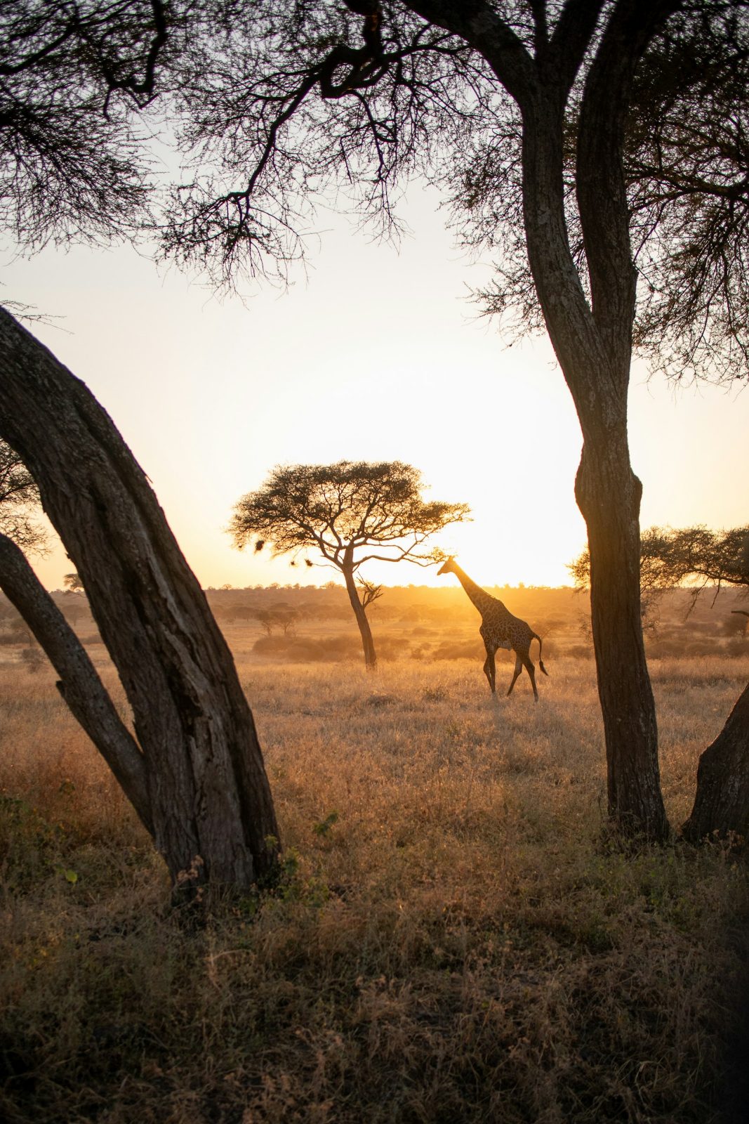 Giraffe