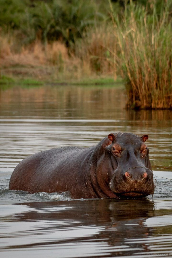 Hippo in the river