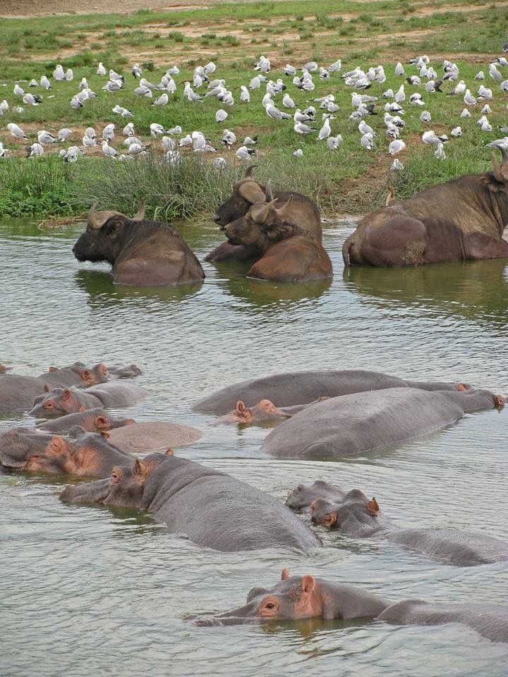 Hippo in the river