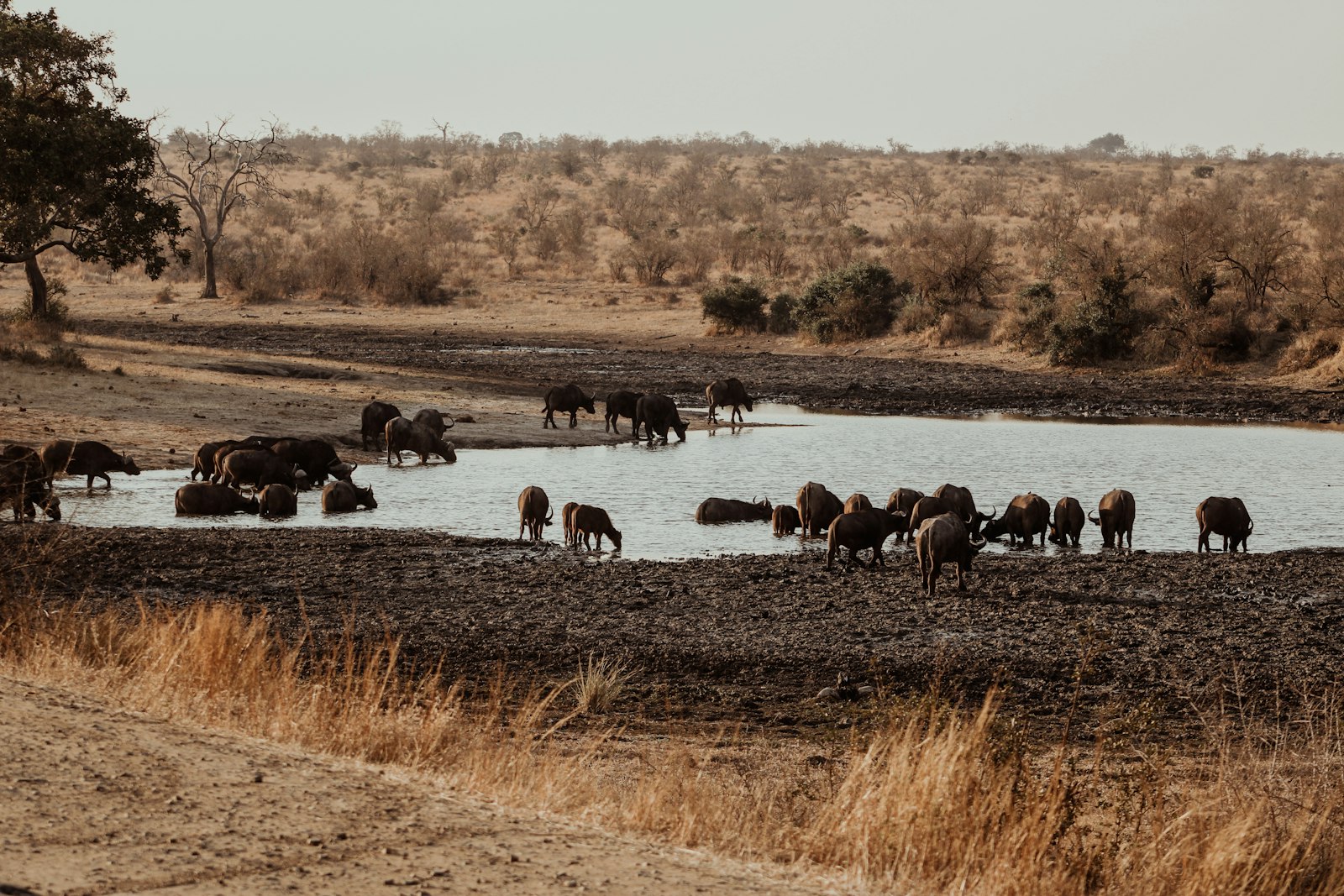 Savanna landscape
