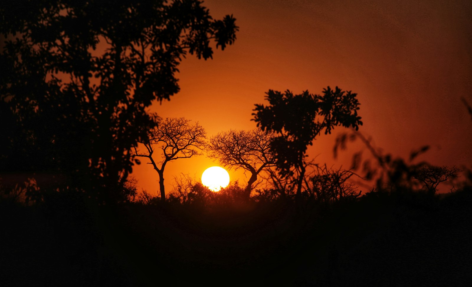 Savanna landscape