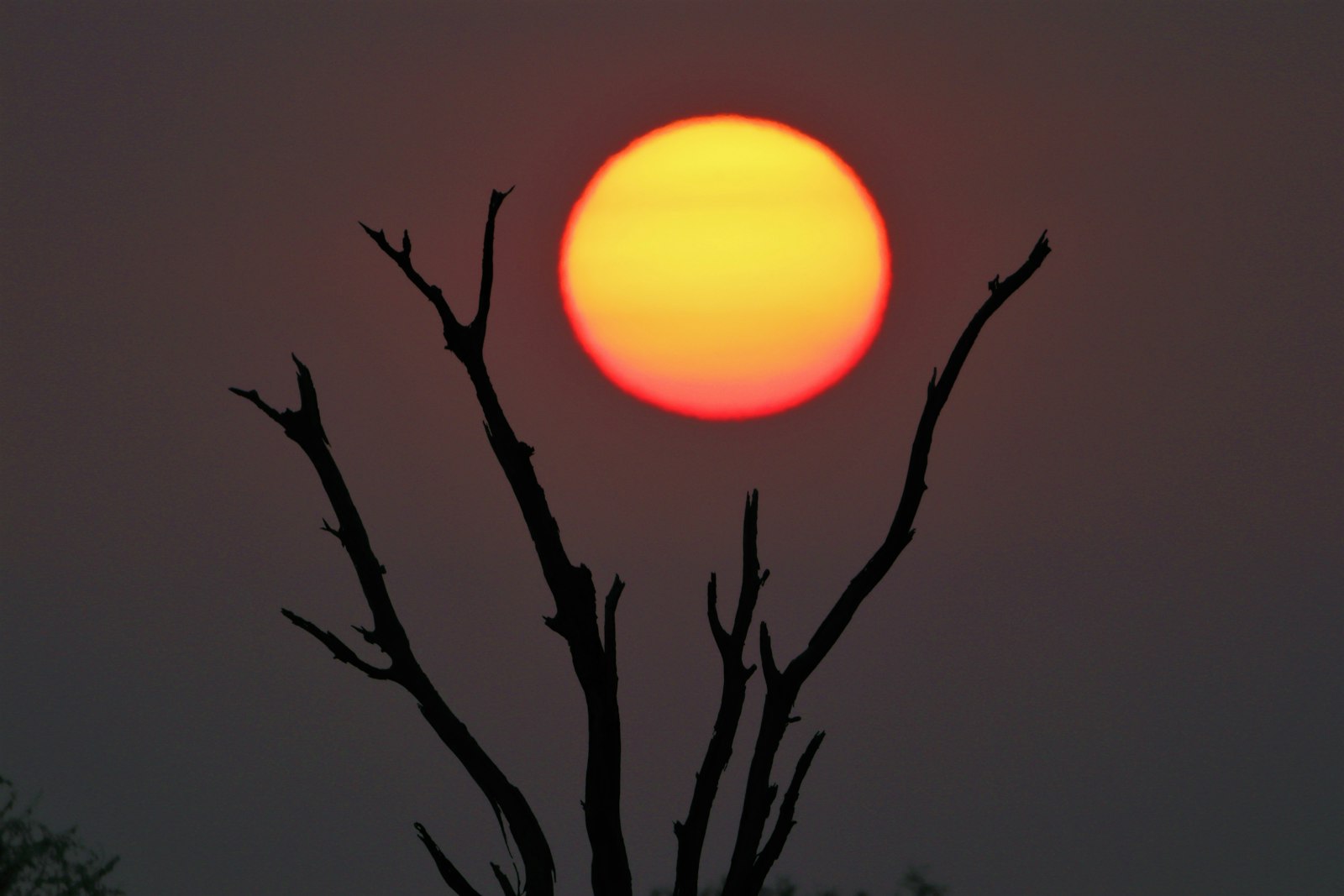 Savanna landscape
