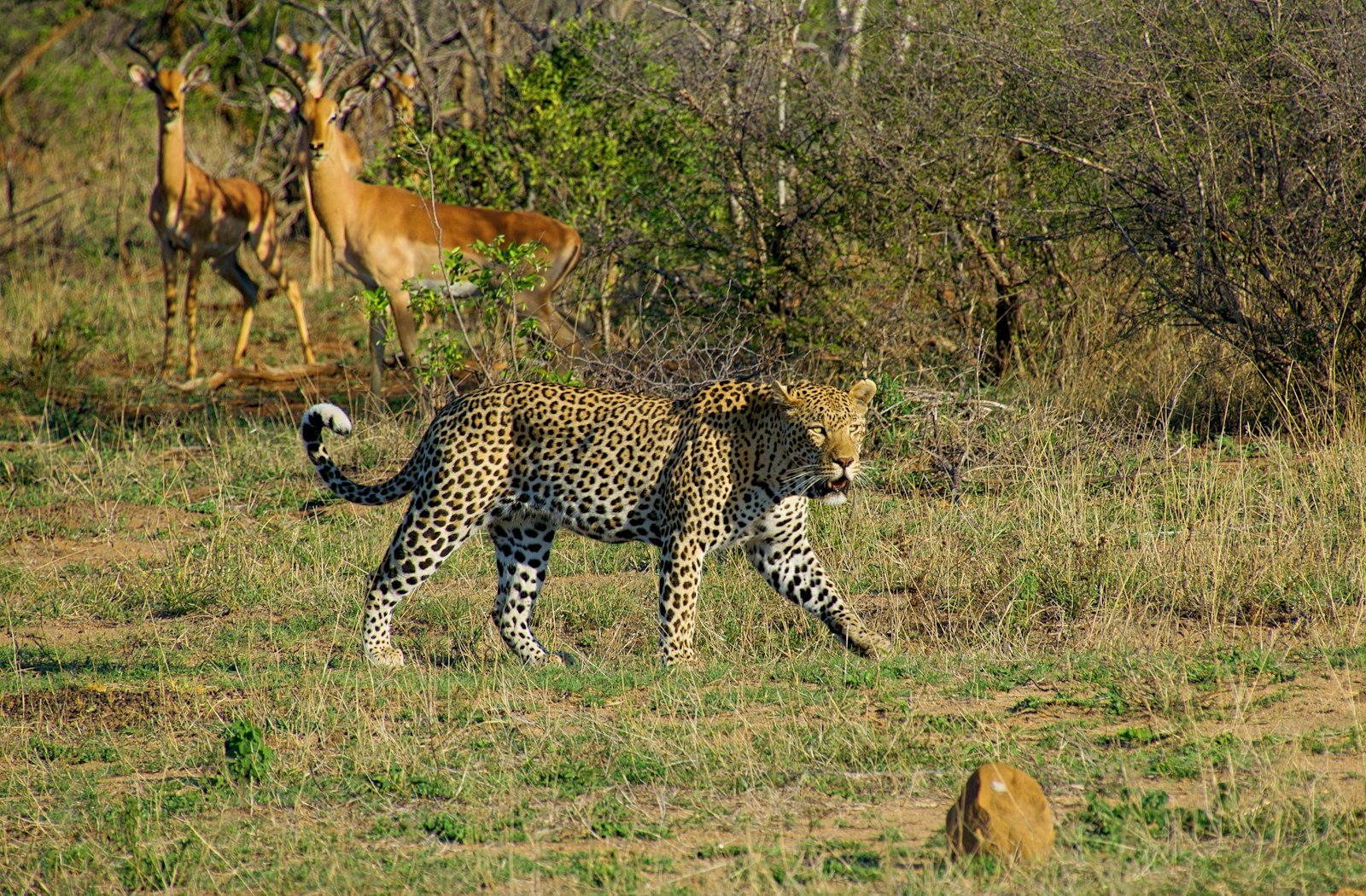 Savanna landscape
