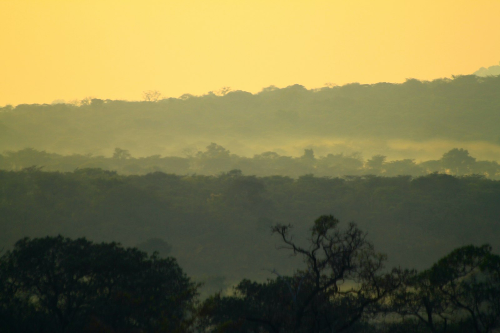 Savanna landscape