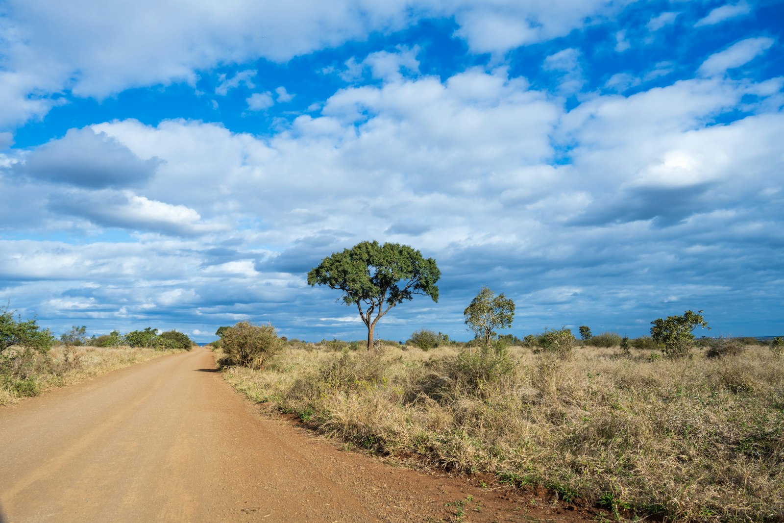 Savanna landscape