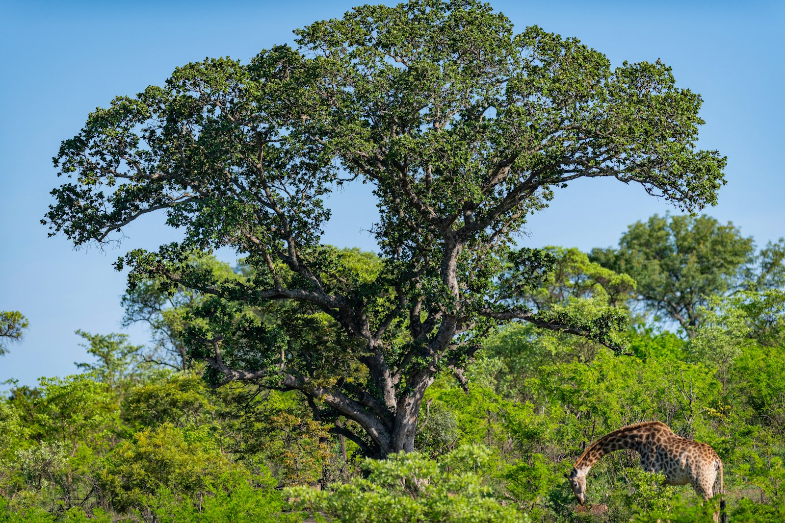 Savanna landscape