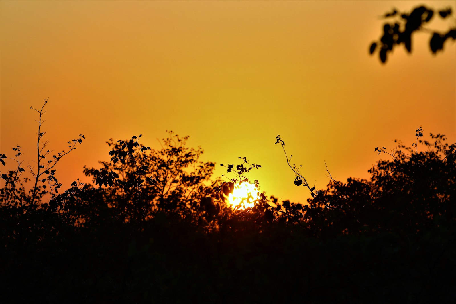 Savanna landscape