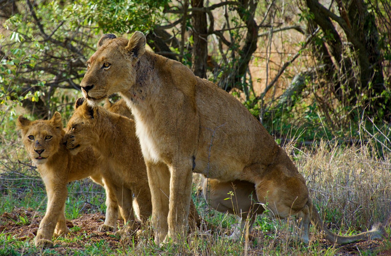 Savanna landscape