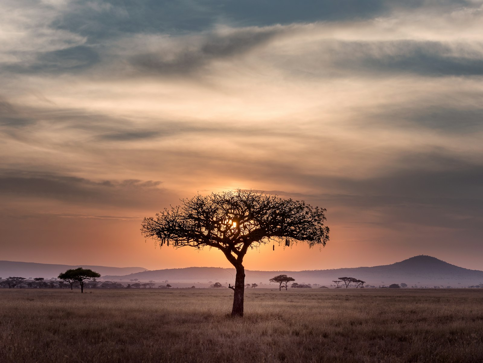 Savanna landscape