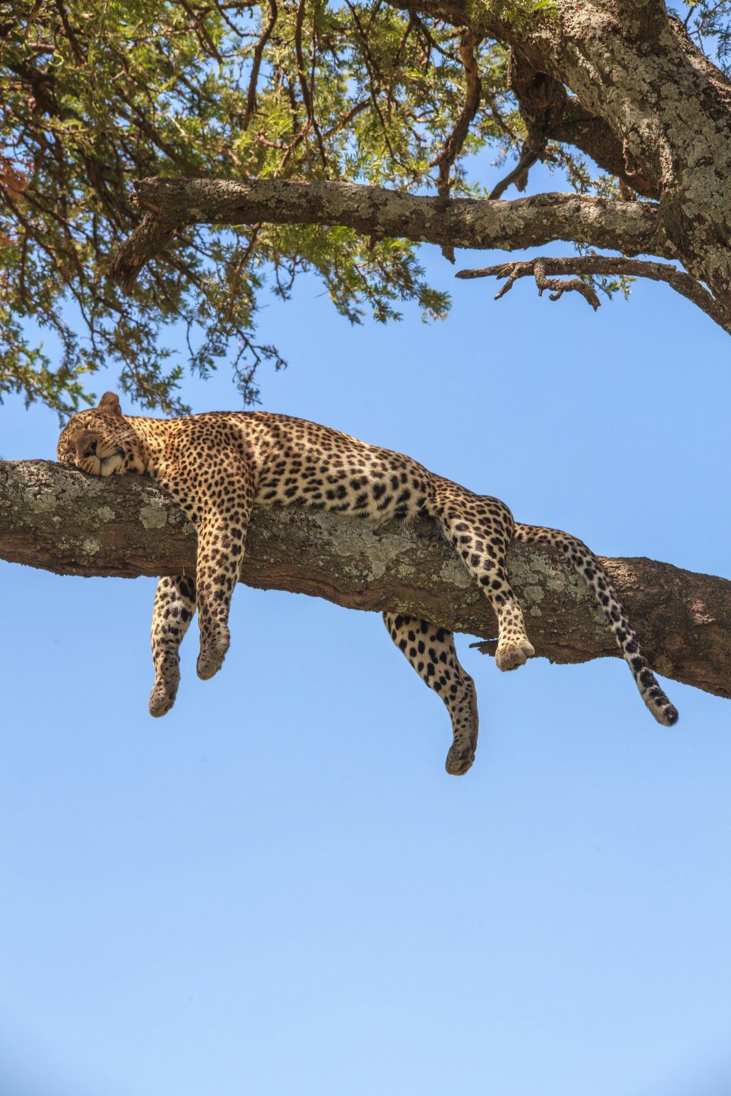 Leopard
