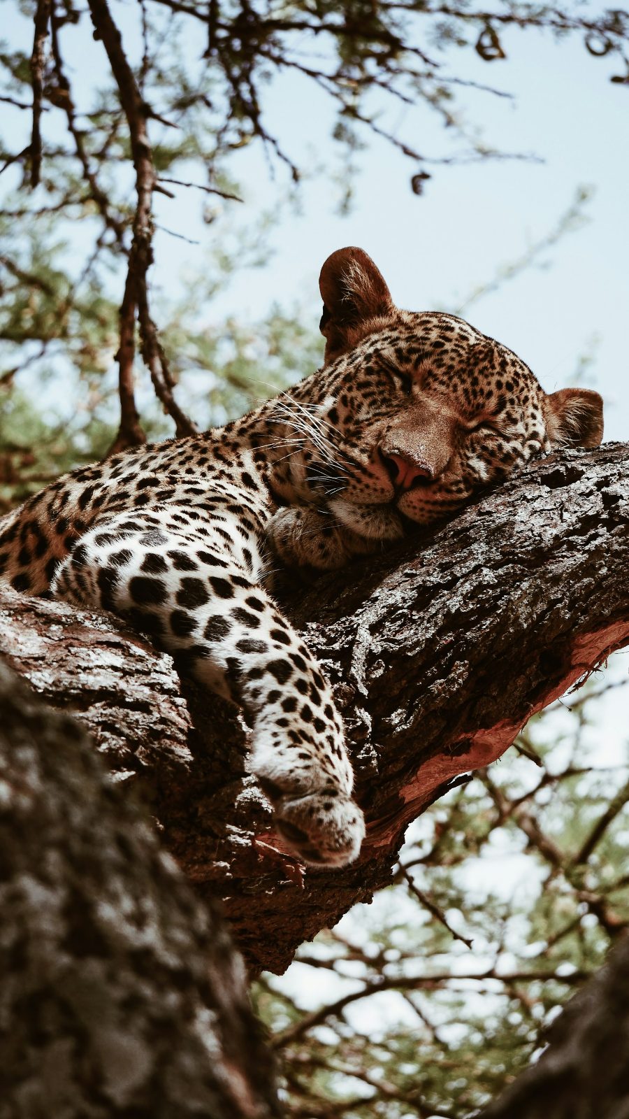 Leopard