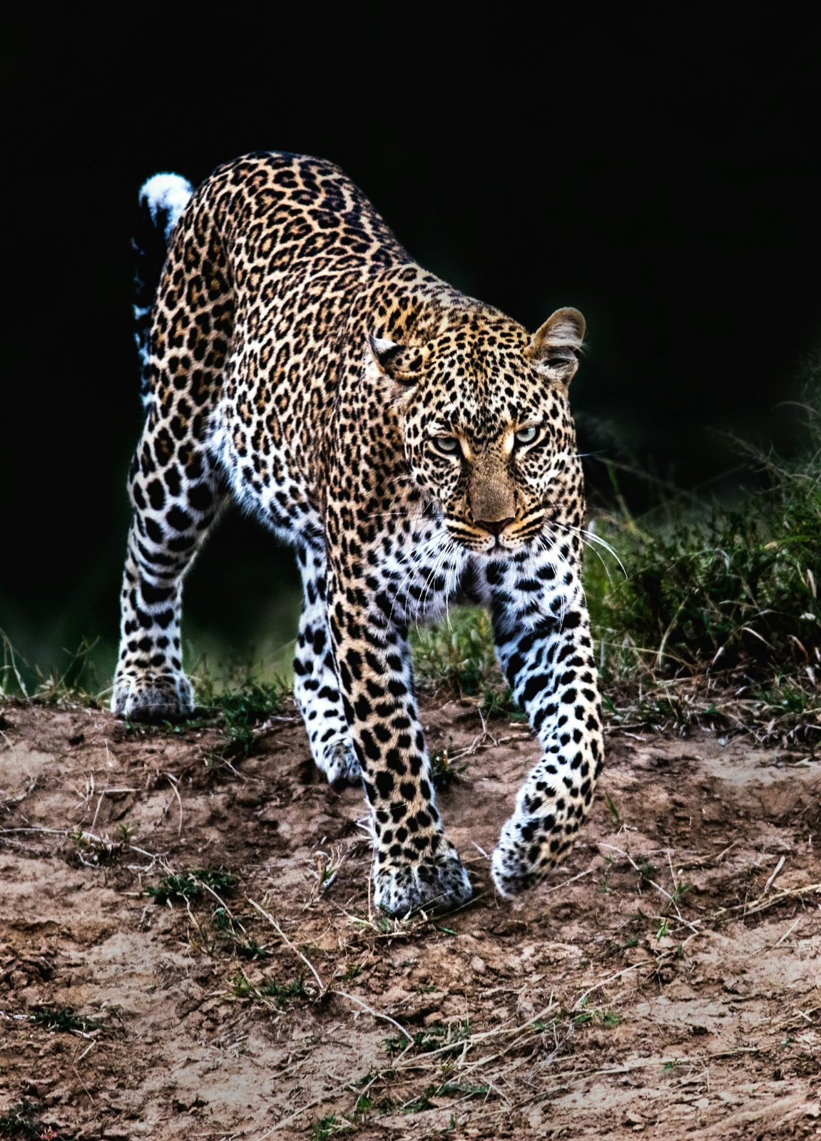 Leopard