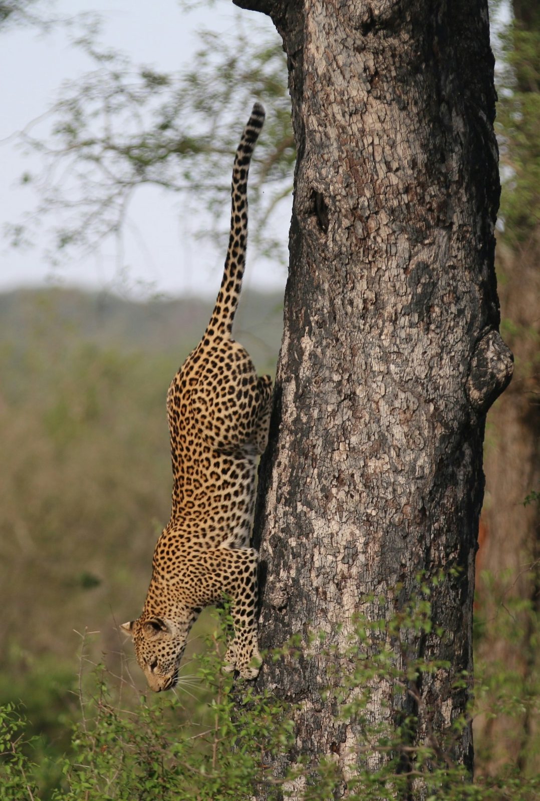 Leopard