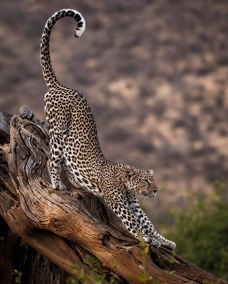 Leopard