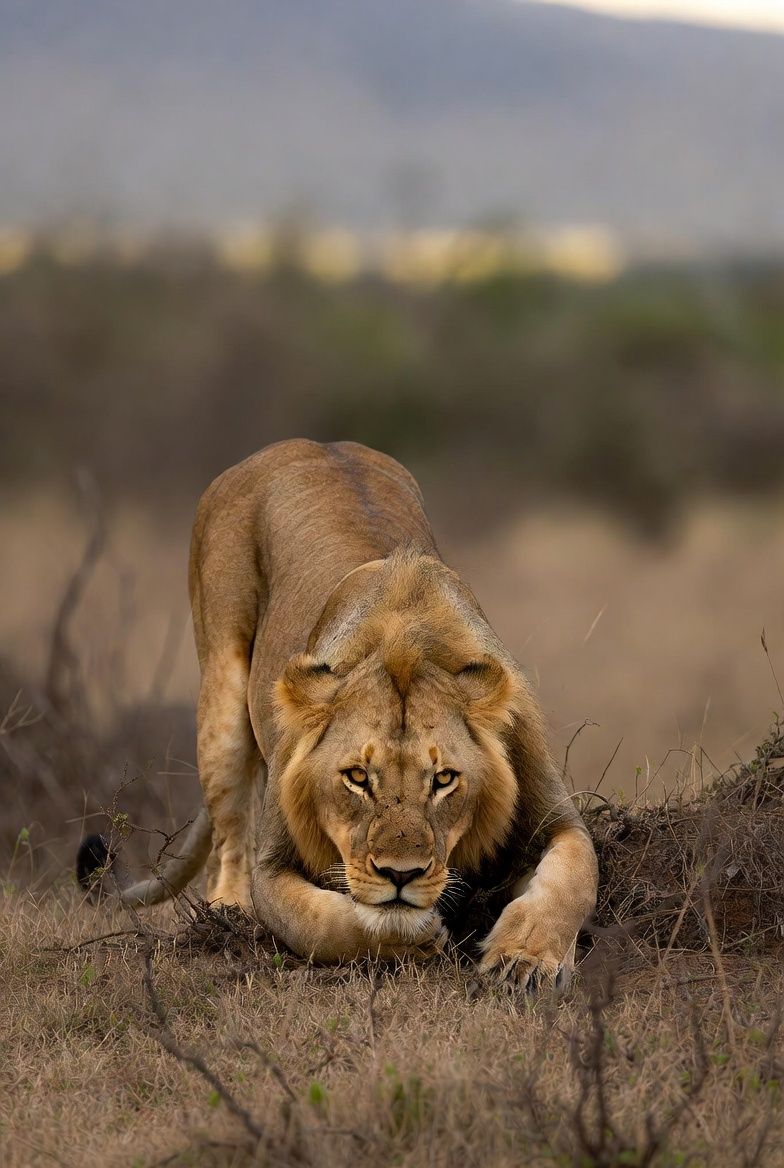 Lion