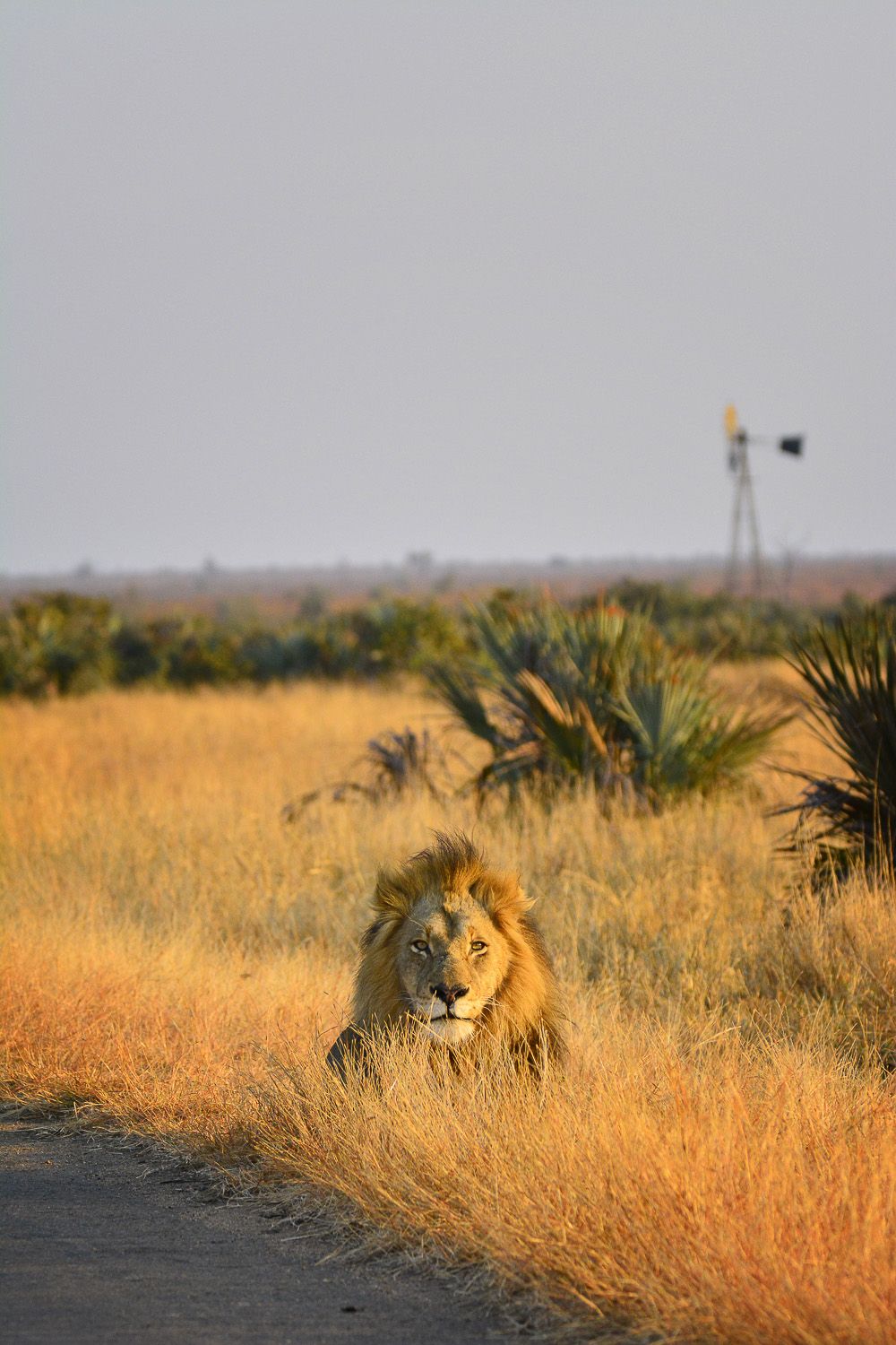 Lion