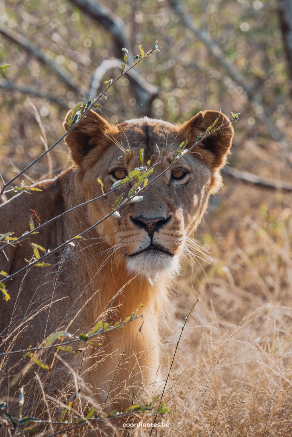 Lion
