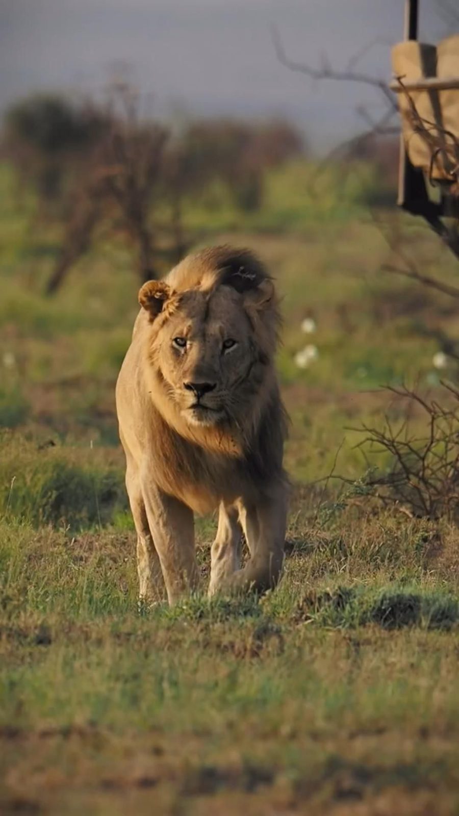 Lion