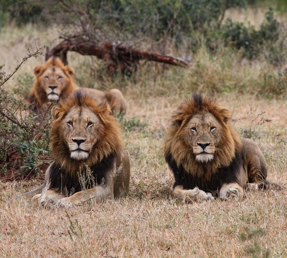 Lion