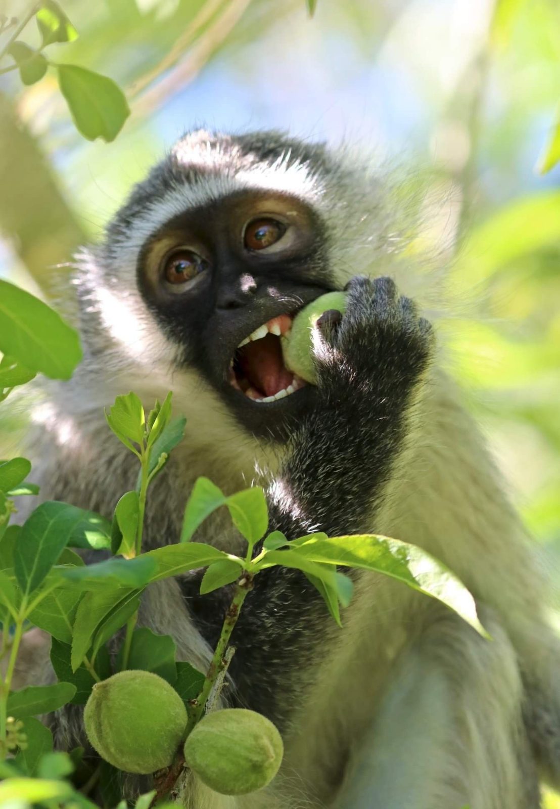 Monkeys