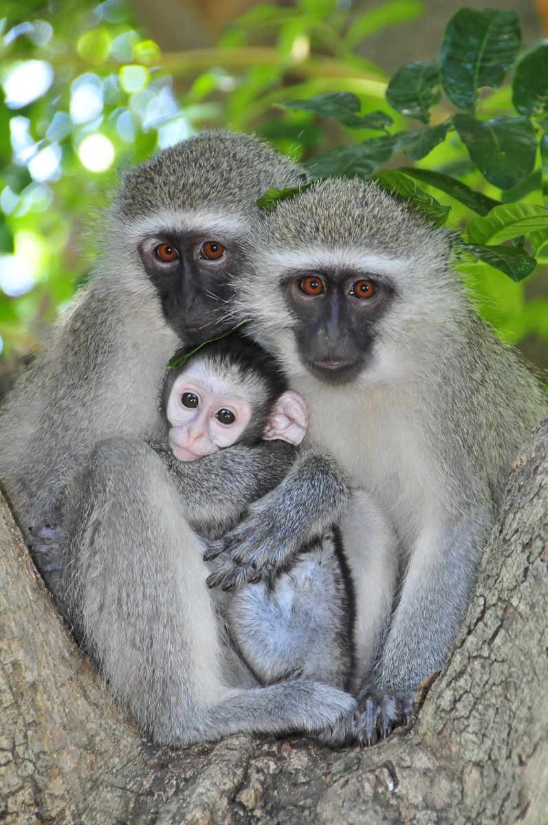 Monkeys