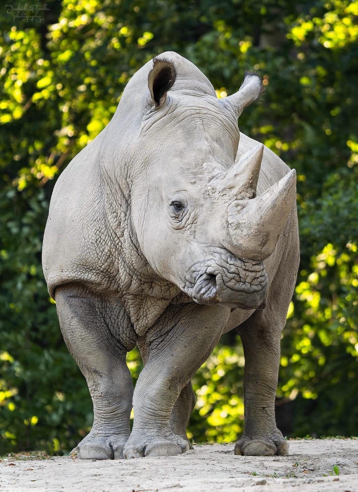 Rhino