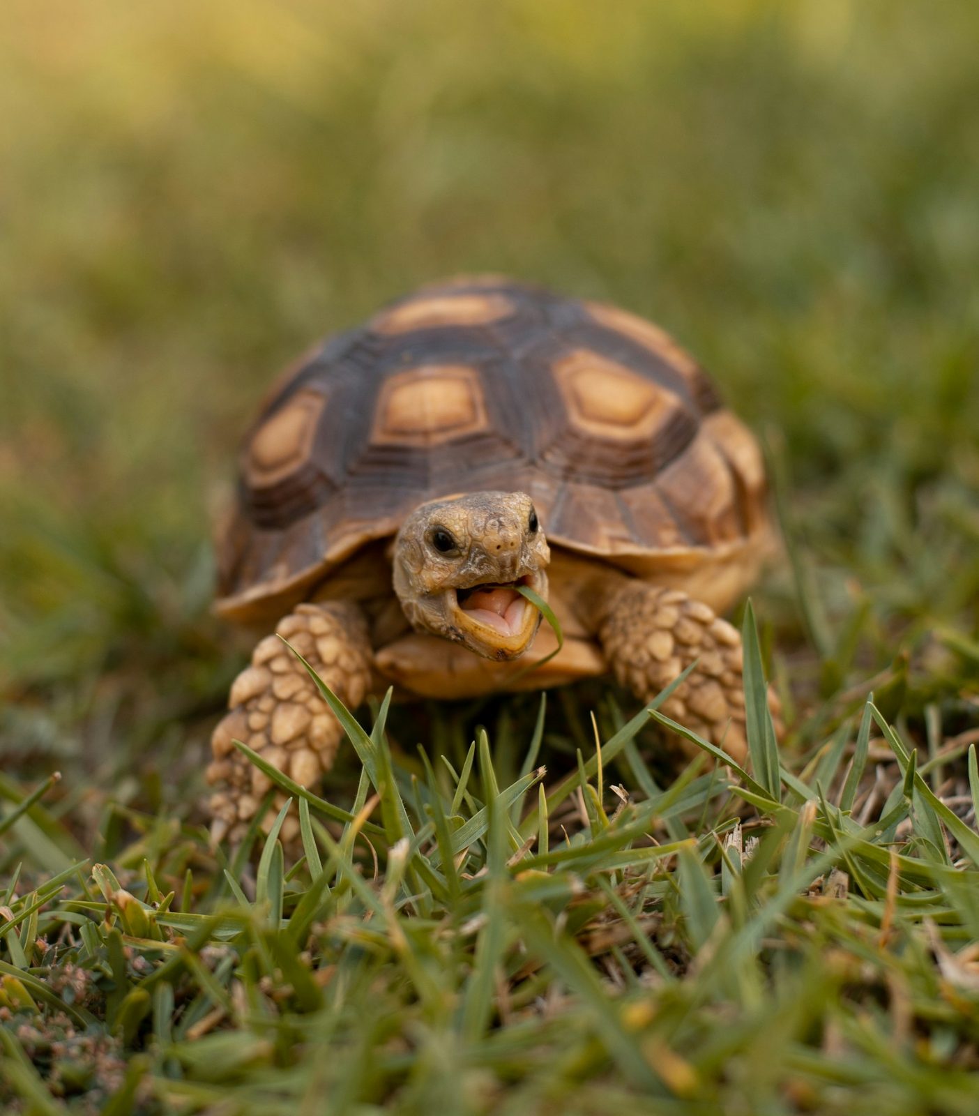 Small creature